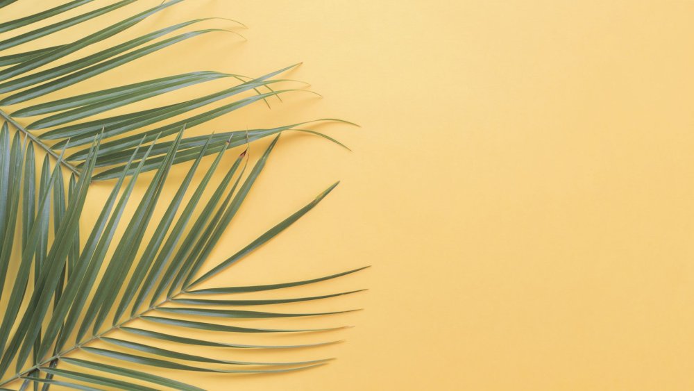 Фон с пальмовыми ветками