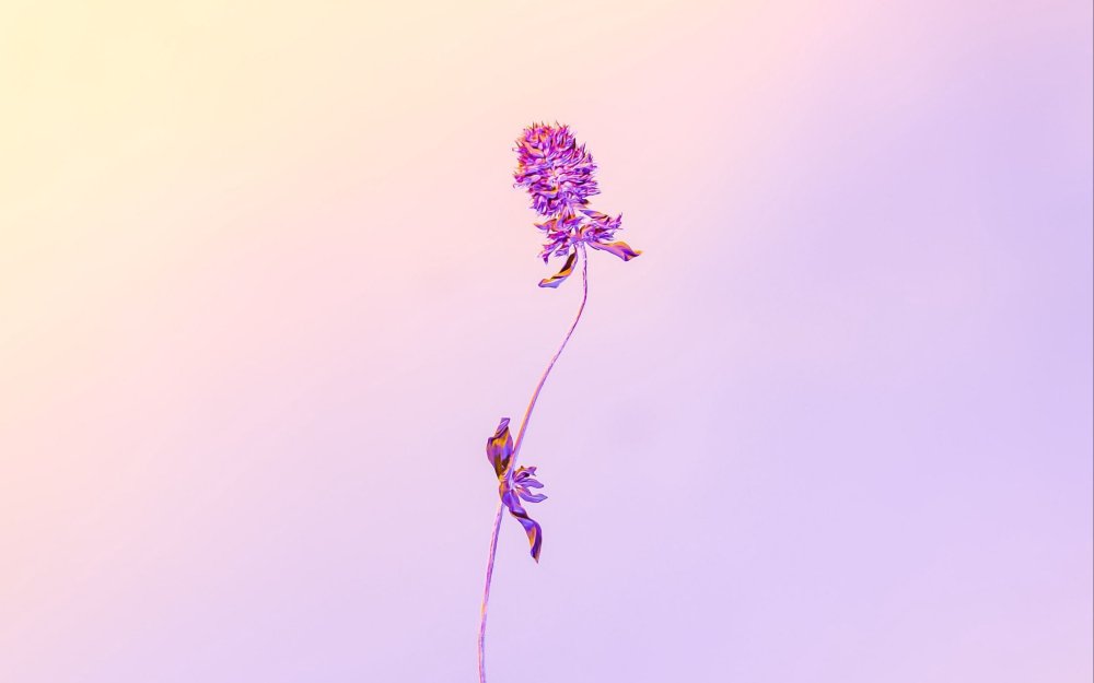 Цветы Минимализм