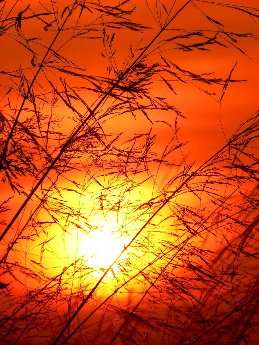 Оранжевый фон