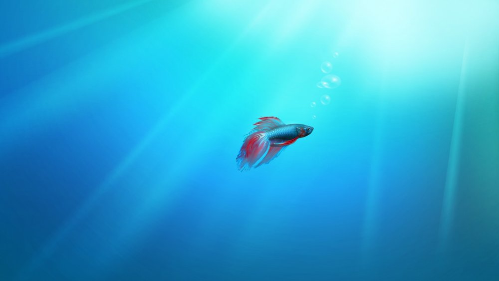 Фон для рабочего стола живые обои