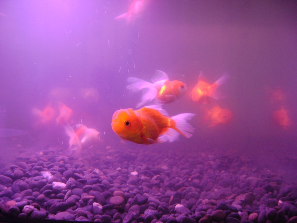 Живые обои аквариум