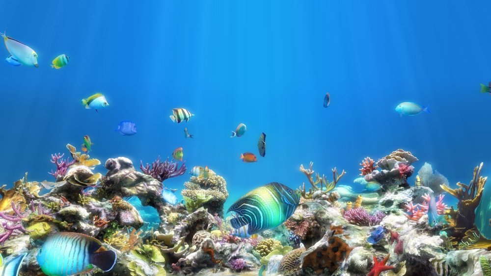 Сказочный подводный мир