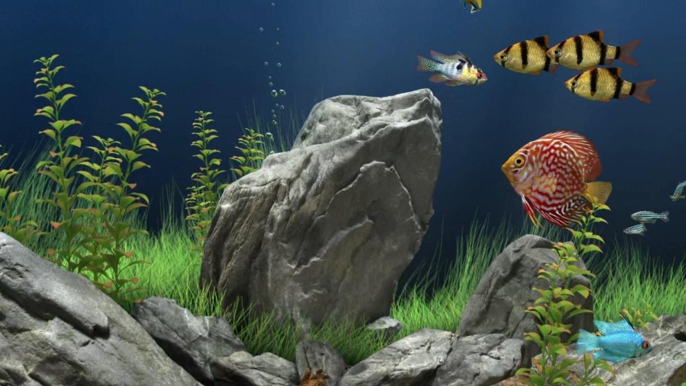 Картинки на рабочий стол рыбки