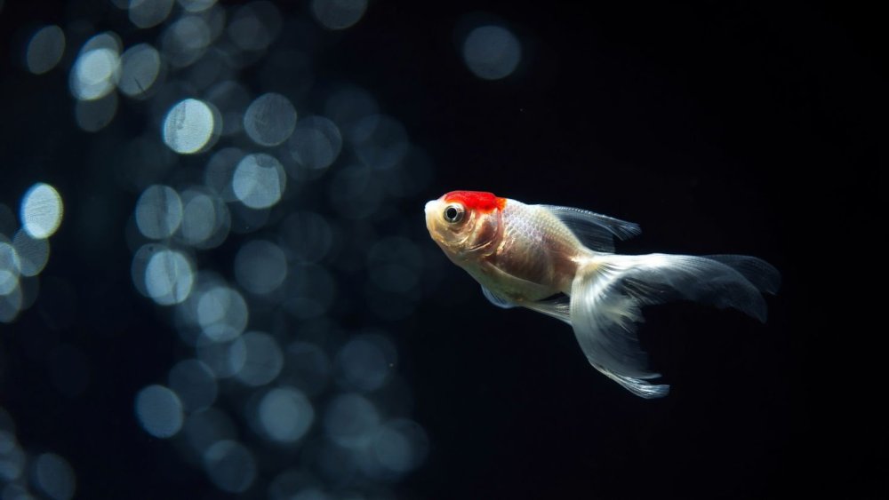 Рыбки для аквариума