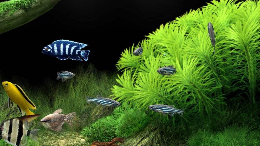 Морское дно мульт