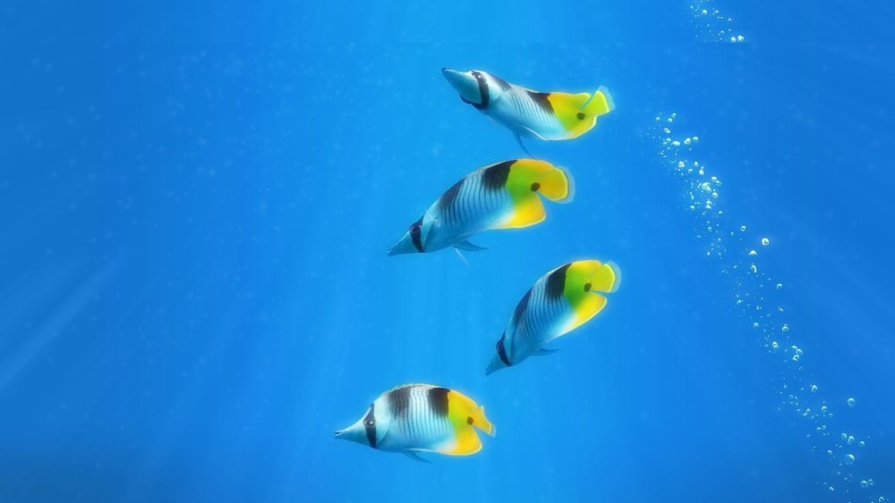 Морское дно с рыбами