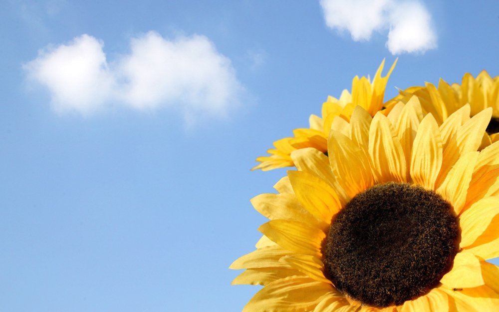 Фон Подсолнухи для фотошопа