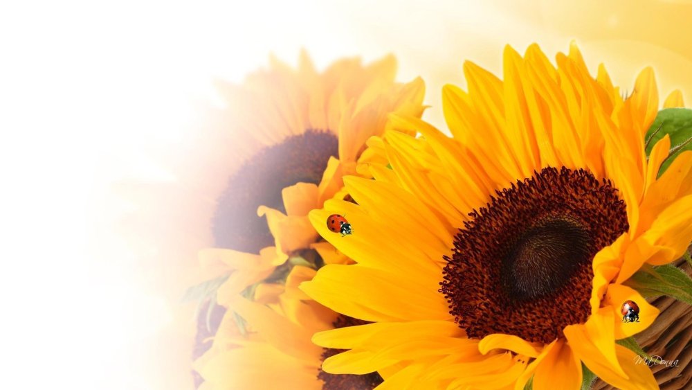 Фон цветы Подсолнухи