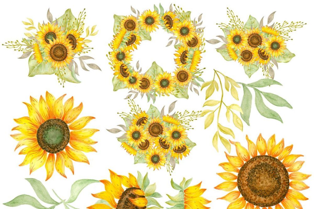 Подсолнечник референсы