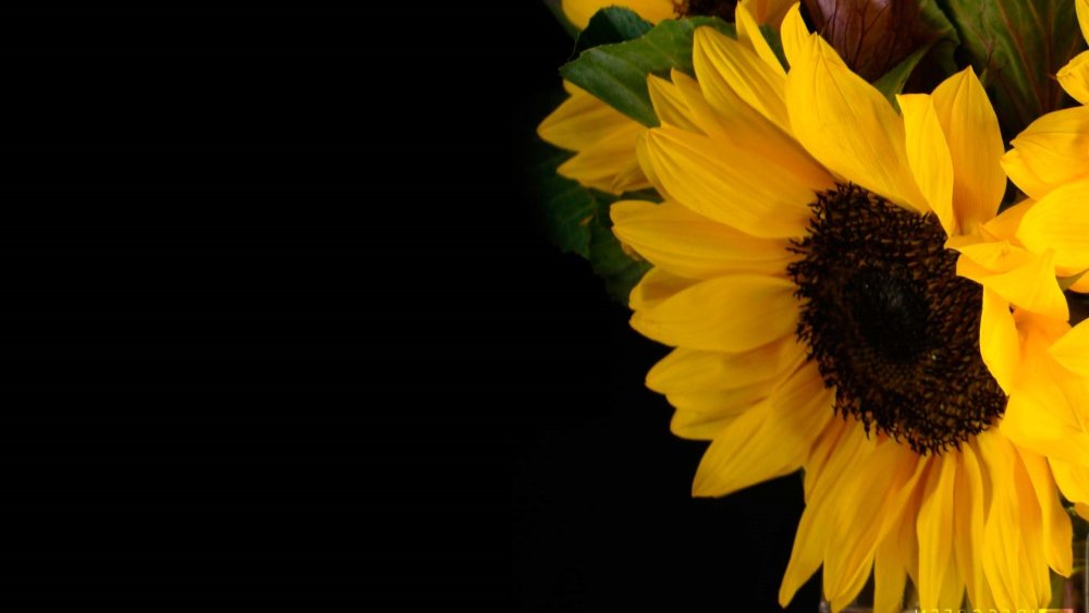 Подсолнухи на рабочий стол