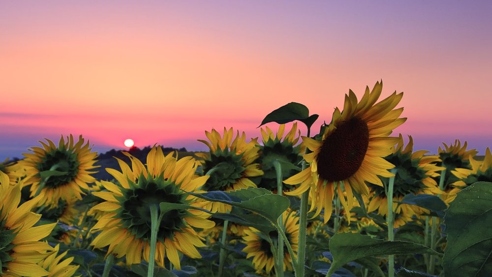 Поле подсолнухов