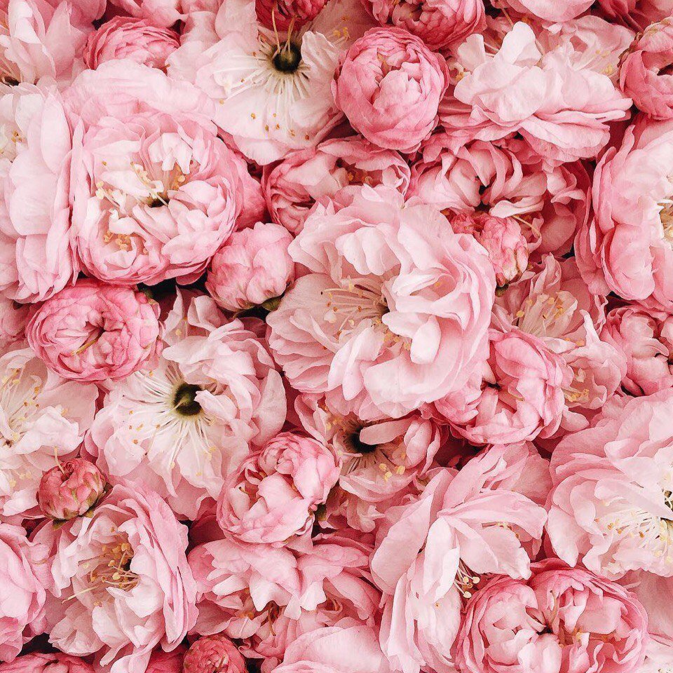 Розовые цветы