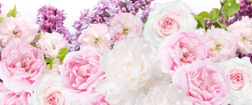 Розовые пионы фон