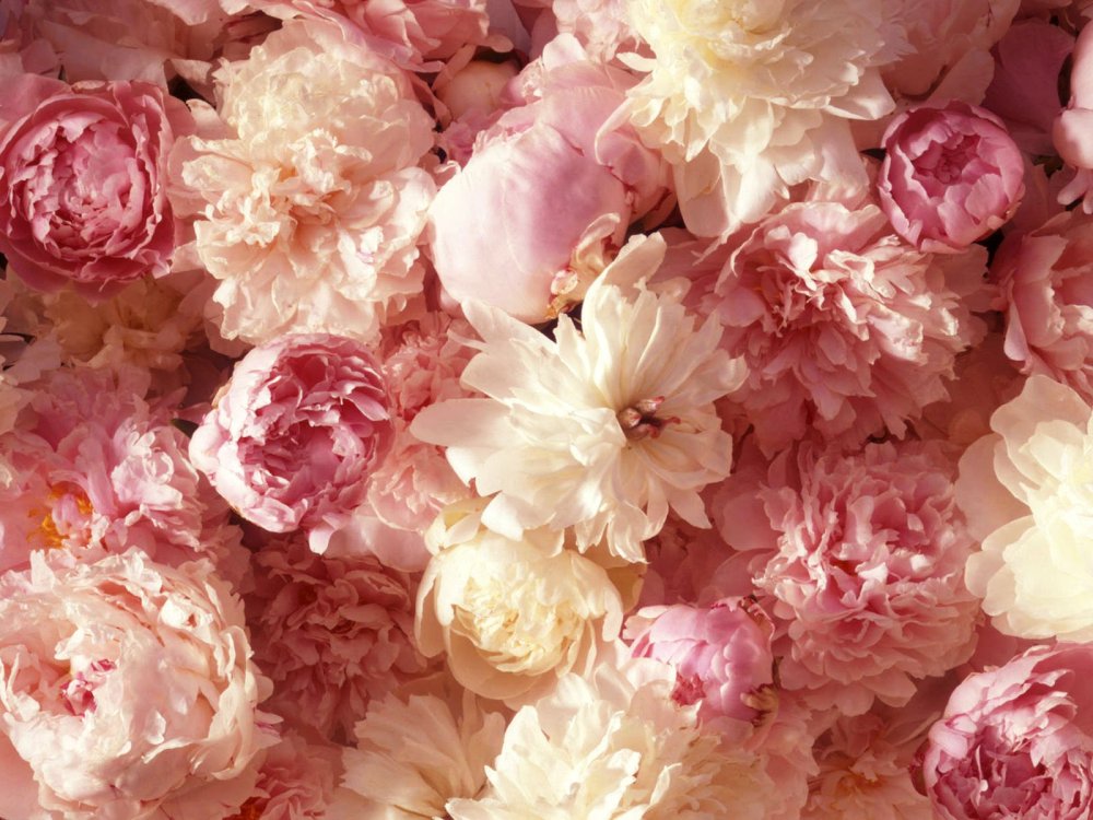 Пионы на рабочий стол