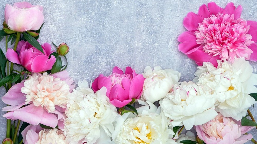 Пудровые пионы