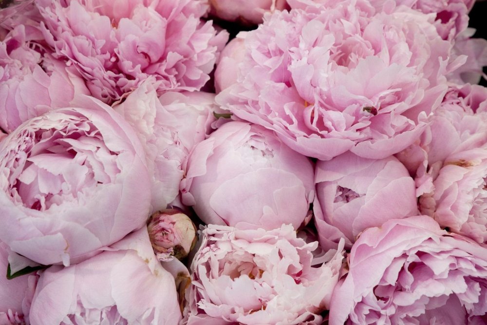 Пион пастель Пинк