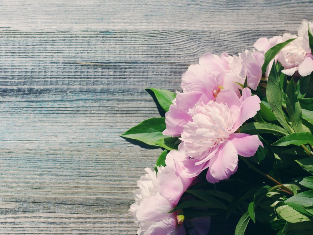 Фотофон пионы