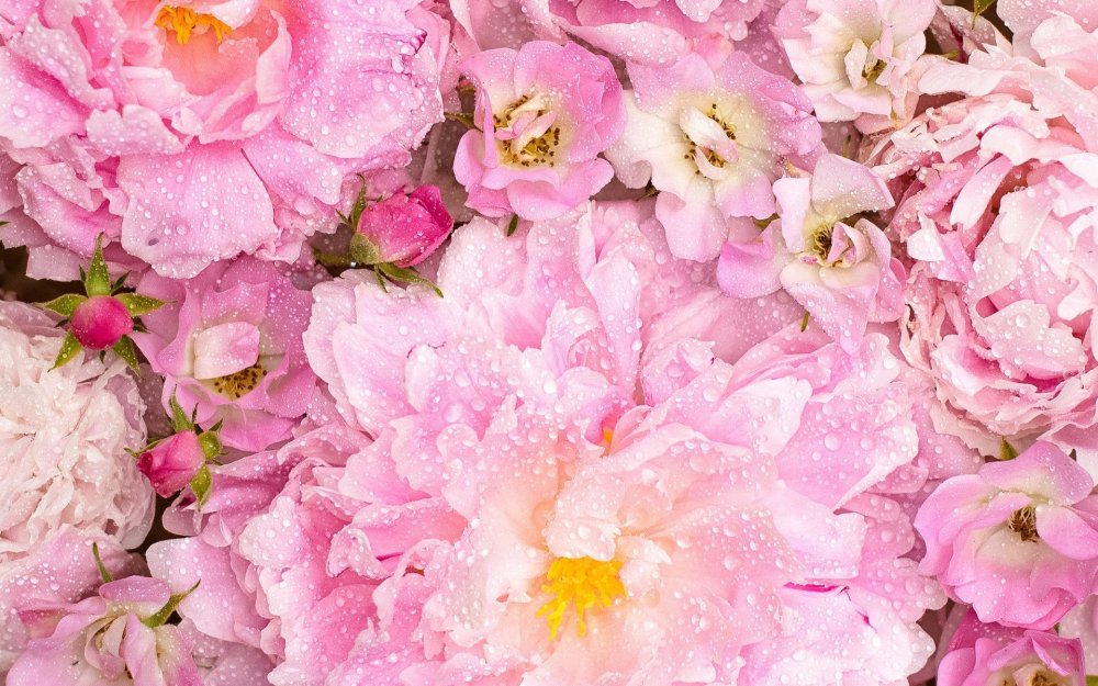 Персиковые пионы