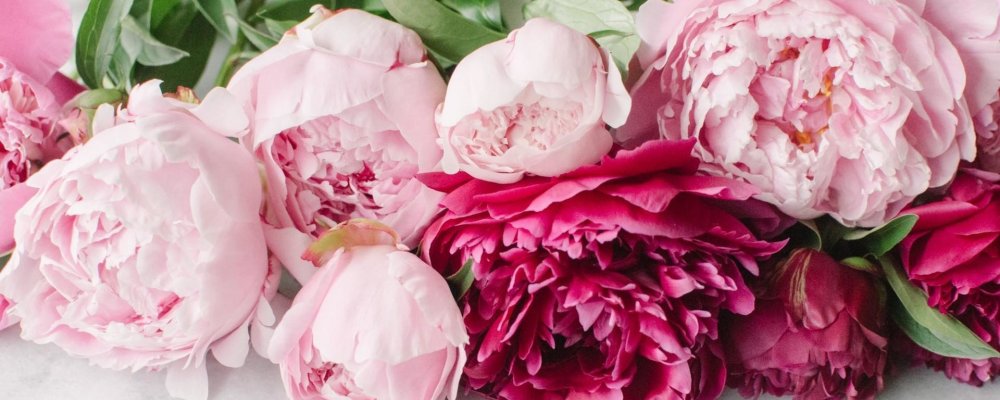 Пионы бутоновидные