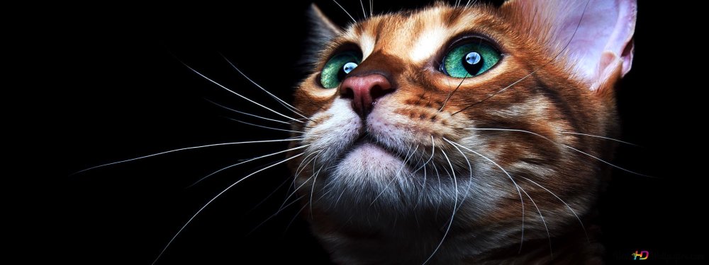 Кошачий глаз