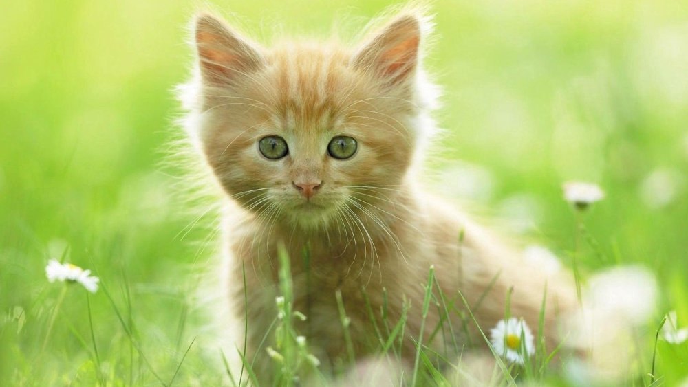 Темы на телефон животные