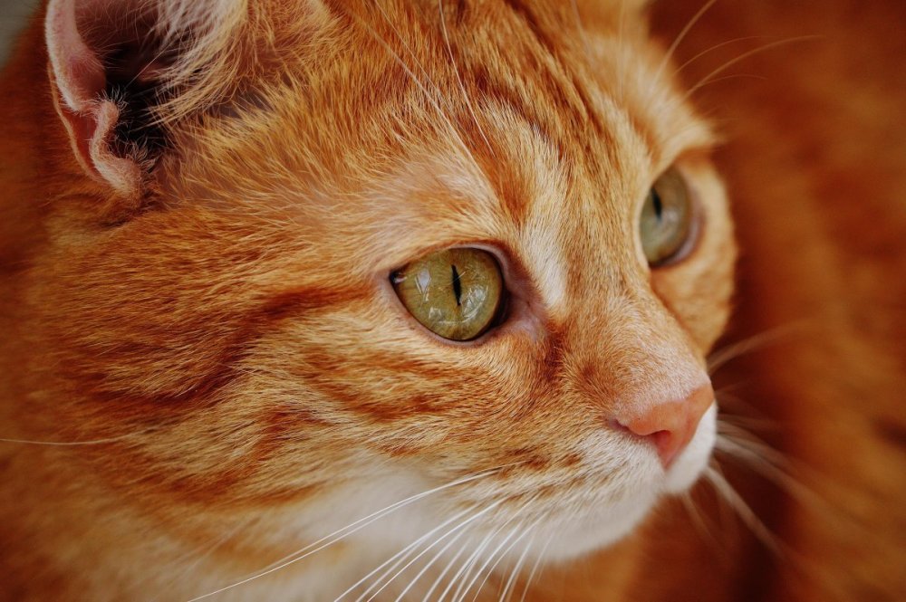 Рыжий кот с зелеными глазами