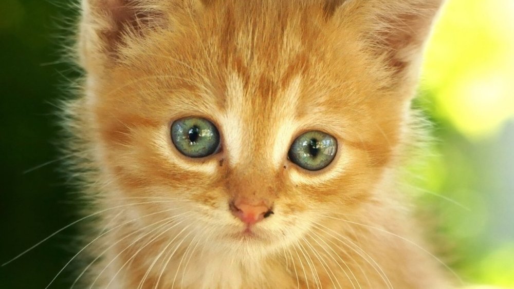 Мейн кун рыжий