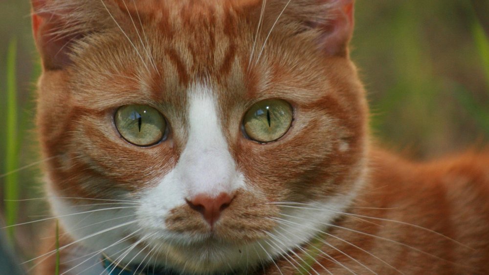 Кошка с желтыми глазами