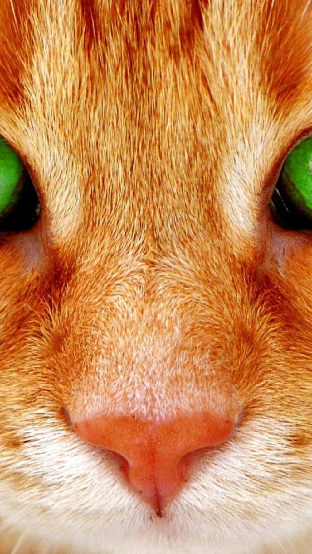 Сибирская кошка рыжая короткошерстная