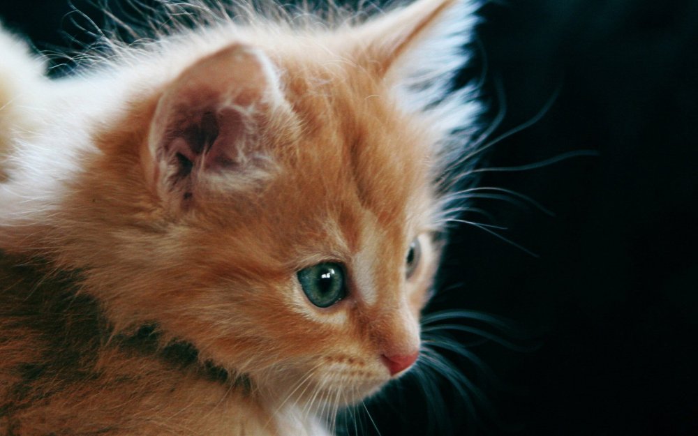 Рыжая кошка с голубыми глазами