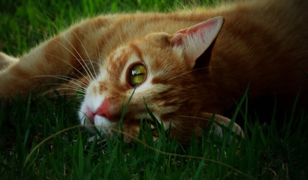 Палевая кошка с зелеными глазами