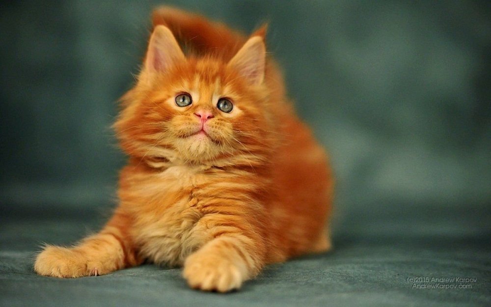 Огненный кот