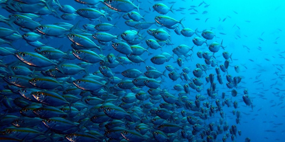 Рыбы в океане