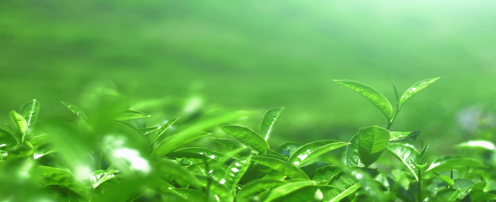 Фон для презентации чай