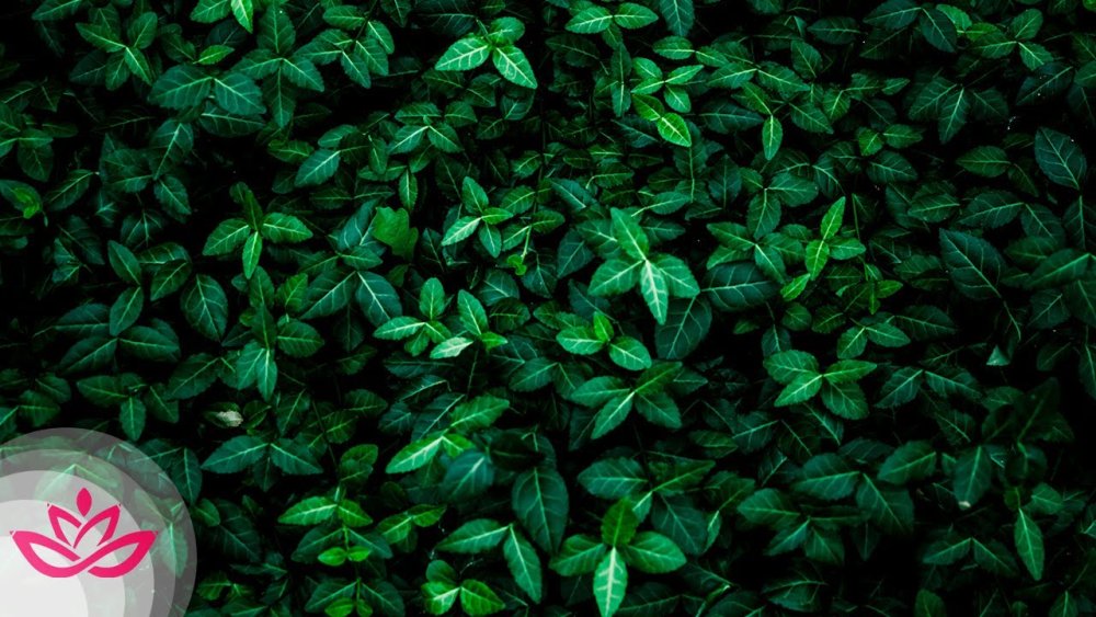 Темно зеленые листья