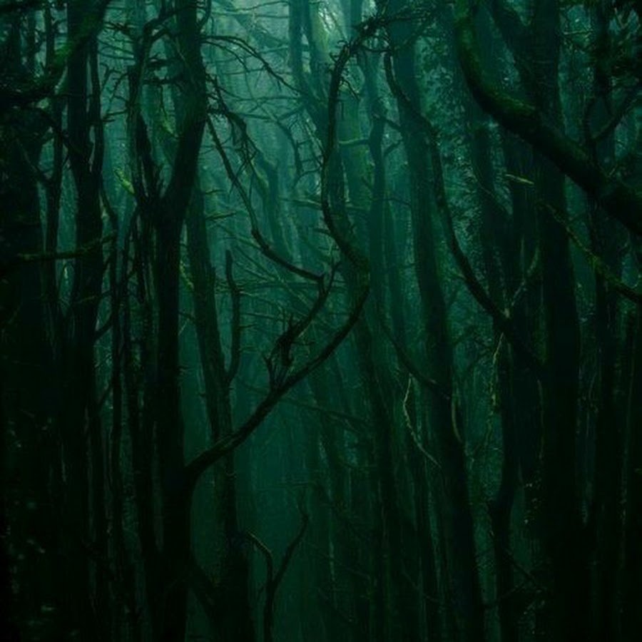 Эстетика Слизерина лес