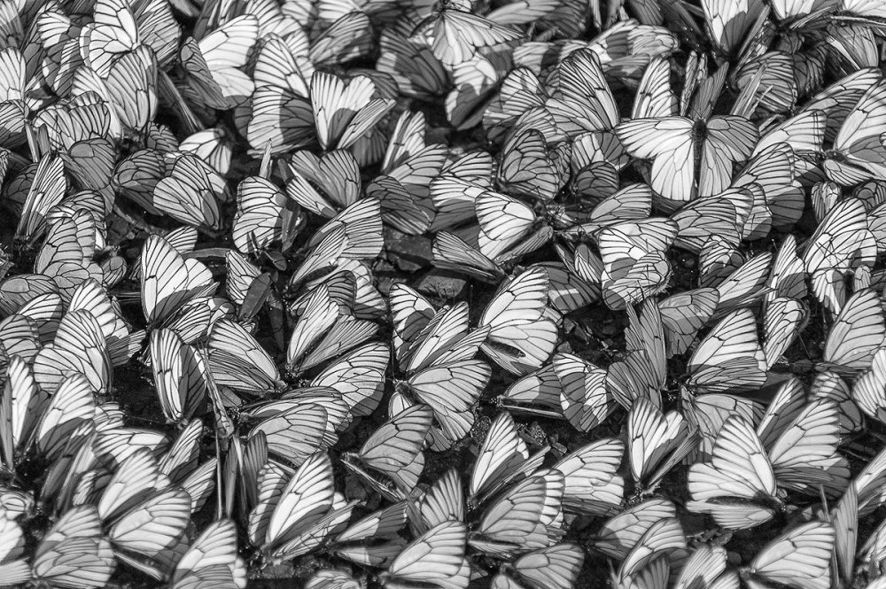 Много белых бабочек