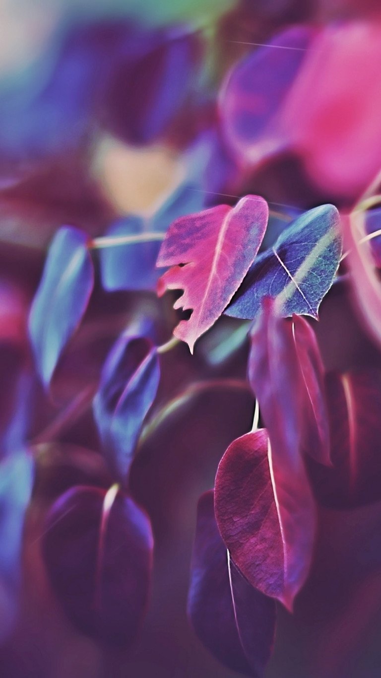 Обои на телефон цветы красивые