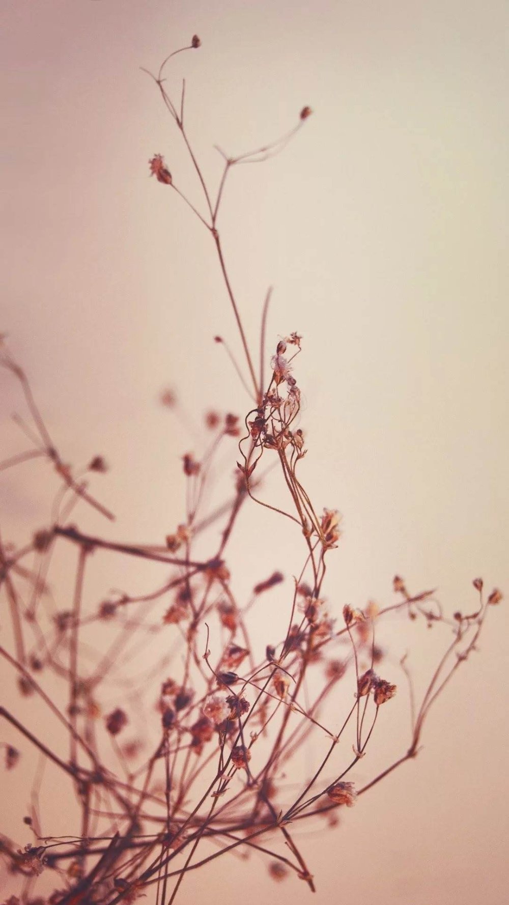 Обои мятного цвета