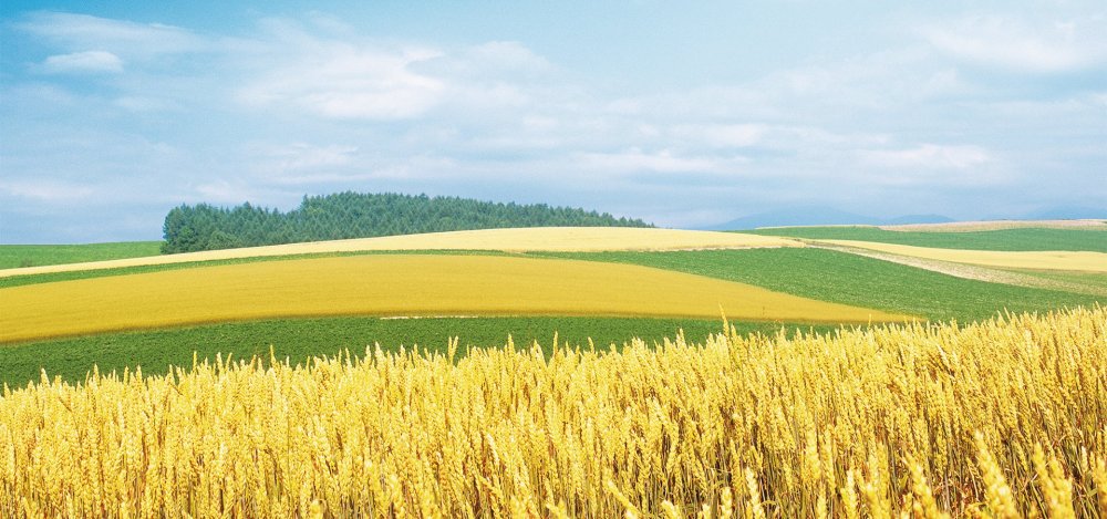 Поле пшеницы панорама