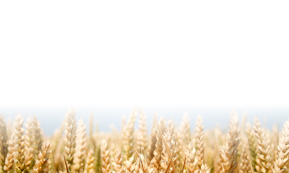 Светлый фон колосья