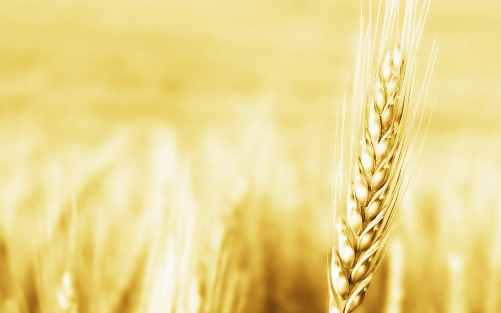 Фон колосья