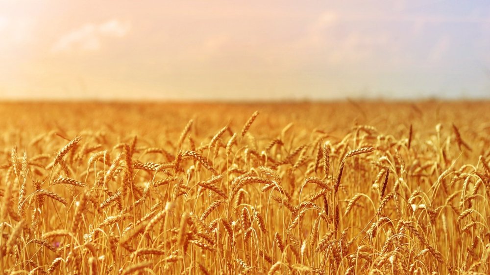 Яровая пшеница Алтай