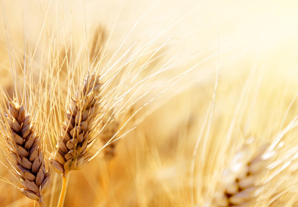 Хлебный Колос