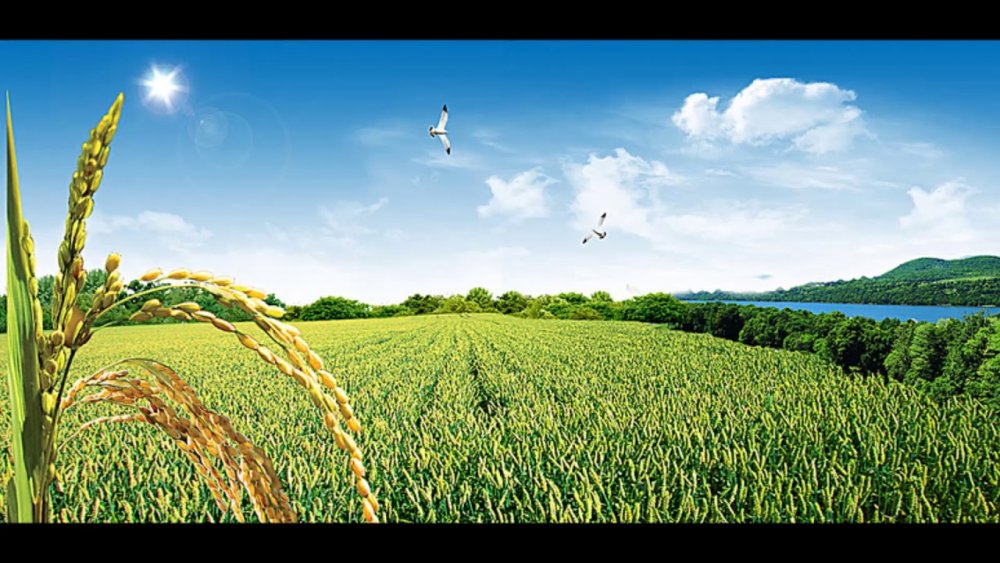 Поле с колосками