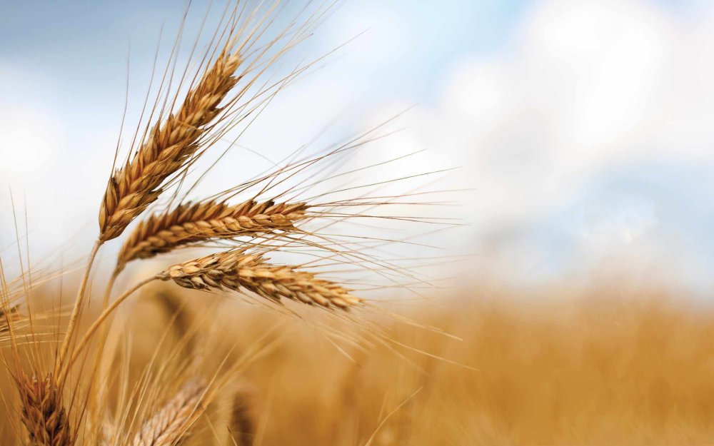 Пшеница кандиканс