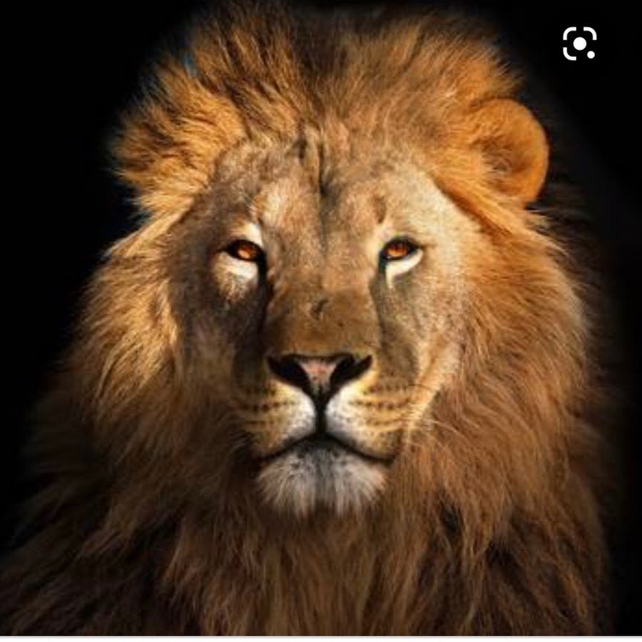 Весы напольные Яромир Яр-4206 Лев