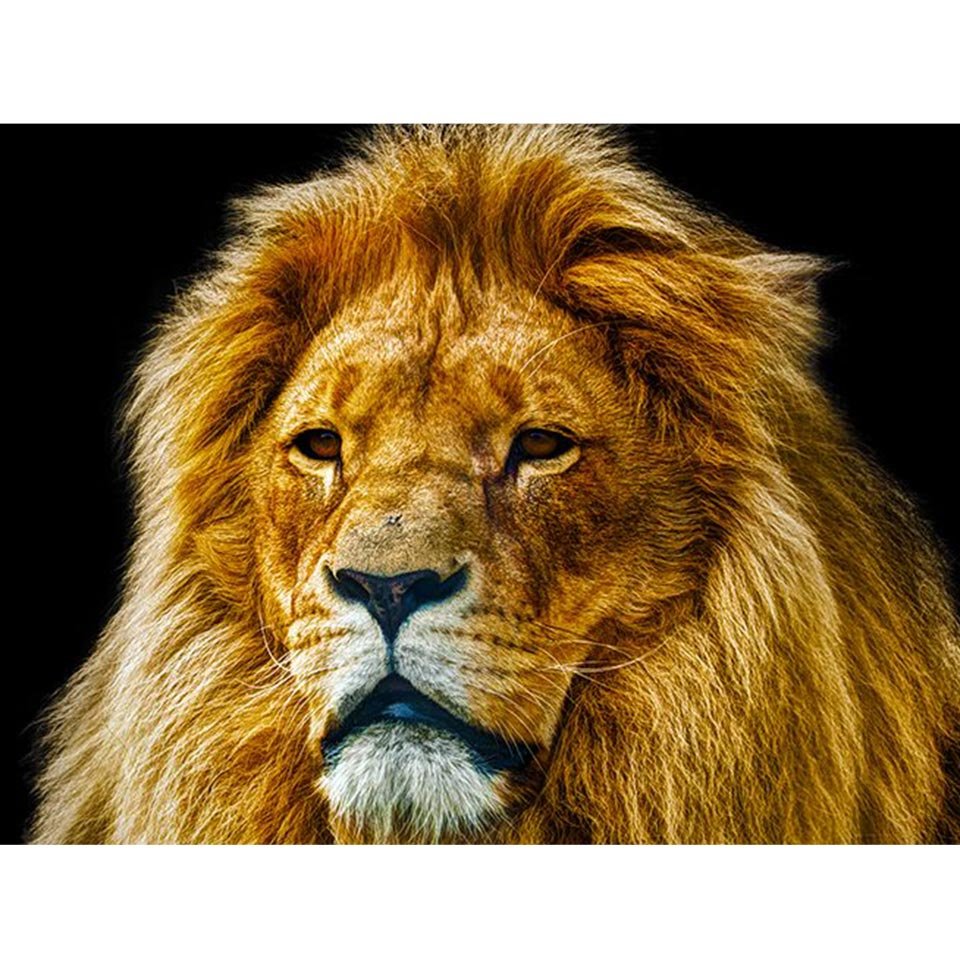 Лев с синими глазами