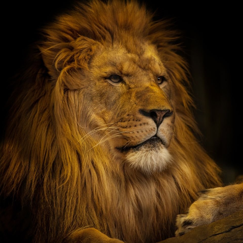 Лев портрет