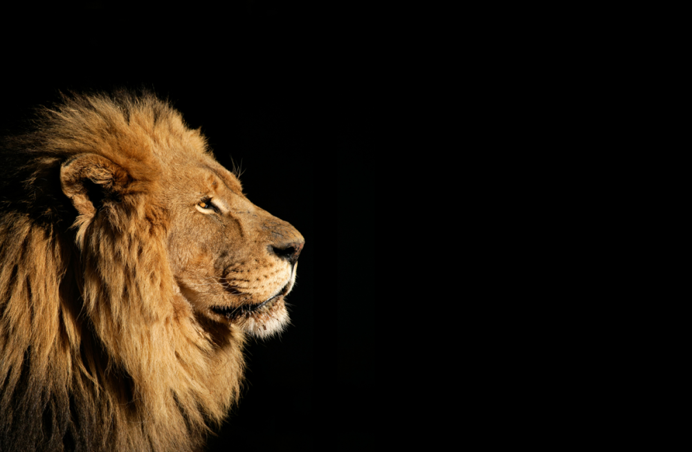 Лев морда профиль